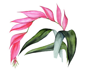 Billbergia Nutans. Watercolor exotic tropical flower