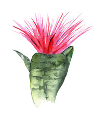 Aechmea Fasciata. Watercolor exotic tropical flower - 481603511
