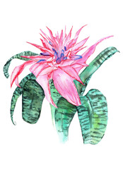 Aechmea Fasciata. Watercolor exotic tropical flower