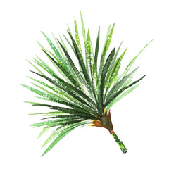 Papyrus. Watercolor exotic tropical plant - 481603513