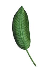 Paradise Leaf. Watercolor exotic tropical plant