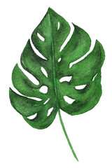 Philodendron. Watercolor exotic tropical plant