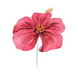 Hibiscus. Watercolor exotic tropical flower - 481603516