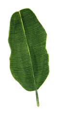 Banana Leaf. Watercolor exotic tropical plant
