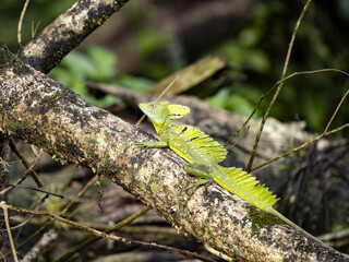 A large male Plumed Basilisk, Basiliscus plumifrons, sits on a branch above the water. Costa Rica