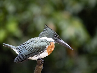 The ringed kingfisher, Megaceryle torquata, sits on a branch above the water and lurks for fish. Costa Rica