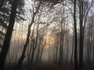 misty morning in the forest