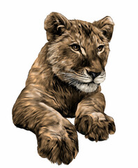 little lion cub head and paws, sketch vector graphic color illustration on white background