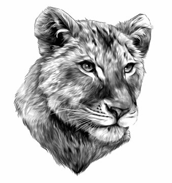 Little Lion Cub Head, Sketch Vector Graphic Monochrome Illustration On White Background