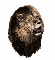 lion head with open mouth looking to the side, sketch vector graphic color illustration on white background
