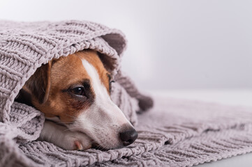 A cute little dog lies covered with a gray plaid. The muzzle of a Jack Russell Terrier sticks out...