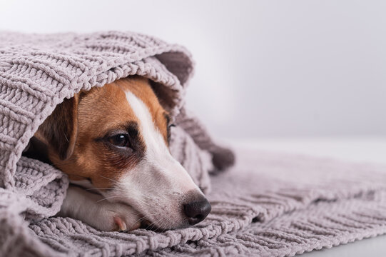 A cute little dog lies covered with a gray plaid. The muzzle of a Jack Russell Terrier sticks out from under the blanket
