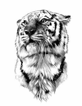tiger head sketch vector graphics monochrome illustration on white background