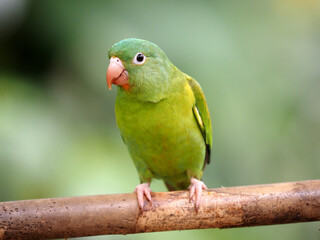 Papoušek tovi, Brotogeris jugularis,Orange-chinned parakee
