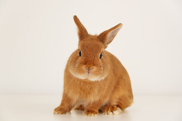 Cute little red bunny,rabbit sitting on white background,full body, looking at camera,profile. Adorable pet,animal.Copy space