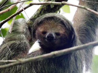 Fototapeta premium A portrait of Sloth three toed, Bradypus tridactylus, looks as if he is smiling. Costa Rica