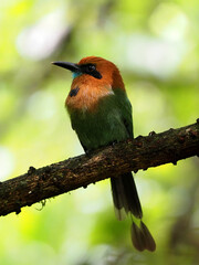 The broad-billed motmot, Electron platyrhynchum, sits in the greenery on a thin branch. Costa Rica