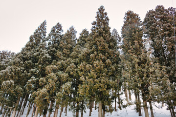 pine forest in winter