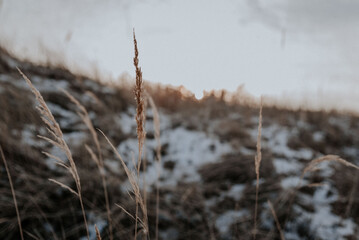 grass in the snow