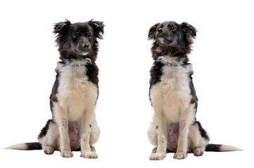 Two cute puppies in front of a white background
