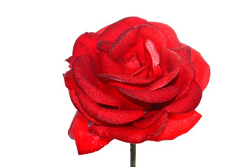 rose isolated on white background