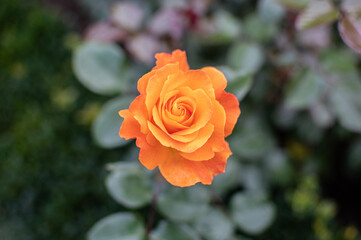 Orangefarbene Kulturose im Sommer