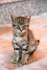 Fototapeta na wymiar Little homeless hungry kitten. Lost animal. Help homeless animals.