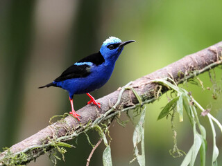 The masked flowerpiercer, Diglossopis cyanea, is a beautiful blue colored bird. Costa Rica