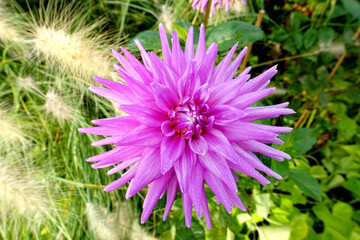 Blühende violette Dahlie im Sommer