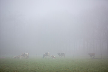cows in green meadow near farm in mist on dutch countryside near Scherpenzeel in the netherlands