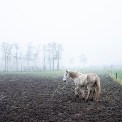 white horse in misty winter field near veenendaal in the netherlands
