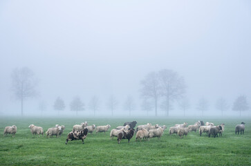 Fototapeta premium sheep in misty meadow near farm in the. netherlands