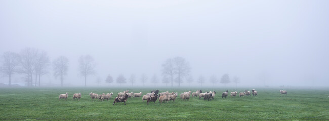 sheep in misty meadow near farm in the. netherlands