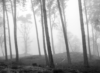 black and white picture of pine tree trunks in mist