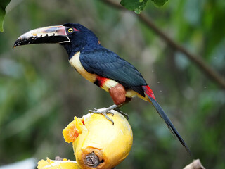 Collared aracari, Pteroglossus torquatus, picks up pulp from papaya .Costa Rica
