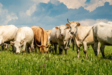 The shepherd walks the cows. Cows at the field. A herd of cows graze in the summer meadow. White cows eat grass near the lake. Cattle on a summer sunny day in a pasture. Milk-producing domestic pets.