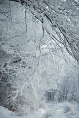 Fototapeta na wymiar Photo of a winter forest under snow.