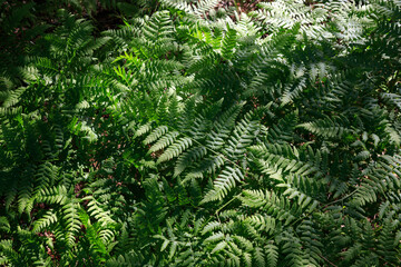 Green leaves of Pteridium aquilinum ssp. pinetorum (Pinewood bracken, bracken, fern) in the forest on a sunny morning, top view, full frame