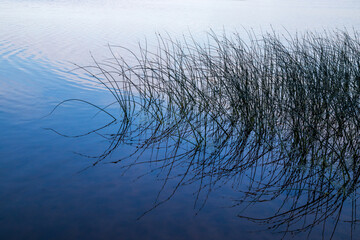 Reflection of aquatic plants Schoenoplectus (club-rush, bulrush or tule) and sky in river water on a summer morning