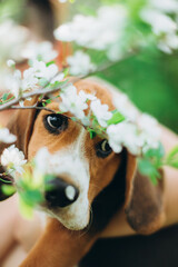Puppy Beagle outdoor in spring garden with blooming apple tree