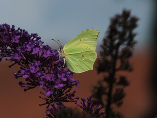 butterfly on a flower