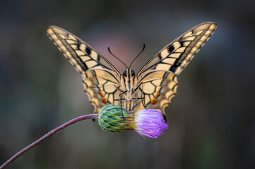 Macro shots, Beautiful nature scene. Closeup beautiful butterfly sitting on the flower in a summer garden.