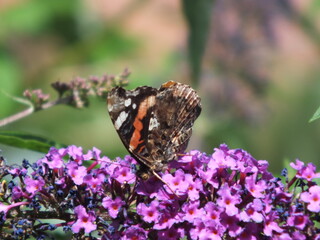 butterfly on a flower