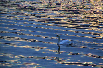 Swan swimming at sunset time