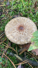 Fresh forest mushroom growing in wild nature