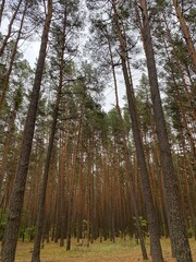 Obraz premium Trees in a pine forest under grey sky
