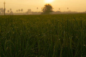 Fototapeta premium Green grass with sunrise beauty full shot and mist 