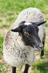 sheep close-up. white coat and black head
