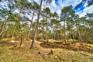 Fototapeta na wymiar quiet forrest with pine trees in the Netherlands