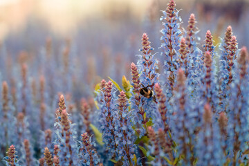 Bee pollinating lupinus or bluebonnet flowers during sunset. Blurred background. Selective focus.